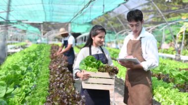 Asyalı çiftçiler organik hidroponik salata sebze çiftliğinde birlikte çalışıyorlar tablet kullanarak, sera bahçesinde marul kalitesini denetliyorlar. Akıllı çiftçilik