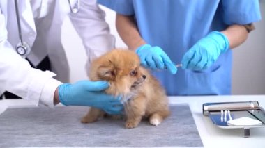 Veterinerlik randevusu sırasında köpek, iğne yapan kadın. 