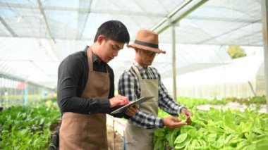 Asyalı çiftçiler organik hidroponik salata sebze çiftliğinde birlikte çalışıyorlar tablet kullanarak, sera bahçesinde marul kalitesini denetliyorlar. Akıllı çiftçilik