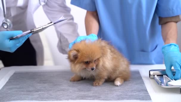 獣医クリニックでの聴診器付きのポメラニア犬の話を聞く — ストック動画