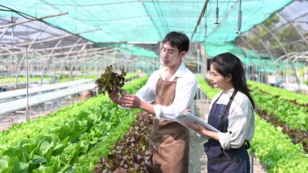 Ázsiai Férfi Gazdák Dolgoznak Együtt Ökológiai Hidroponikus Saláta Zöldség Farm — Stock videók
