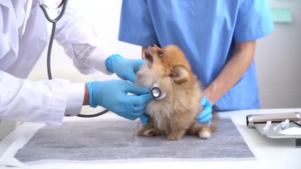 Ветеринар Слушает Померанскую Собаку Стетоскопом Ветеринарной Клинике — стоковое видео
