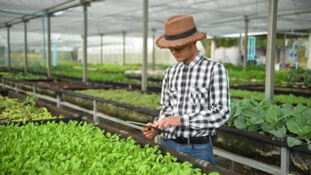 Rolnik Kontroluje Rośliny Pomocą Tabletu Cyfrowego Plantacji Szklarni — Wideo stockowe