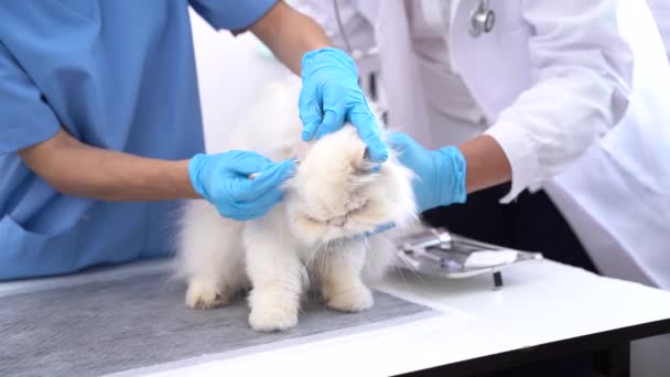 Ветеринарный Осмотр Кошки Стетоскопом Ветеринарной Больнице — стоковое видео