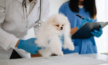 Veteriner doktorlar ve veteriner ambulansında Pomeranya köpeği.