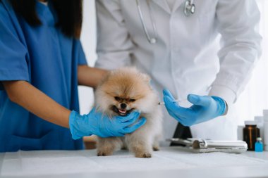 Veteriner doktorlar ve veteriner ambulansında Pomeranya köpeği.