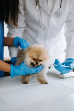 Pomeranian köpeği veterinerlik kliniğinde randevu sırasında aşı oluyor.