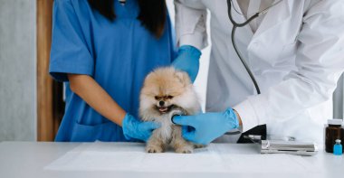 Veteriner doktorlar ve veteriner ambulansında Pomeranya köpeği.