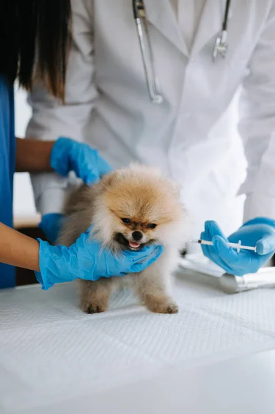 獣医診療所での予約時にポメラニア犬がワクチン注射を受ける — ストック写真