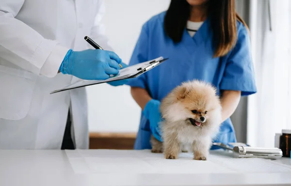Κτηνίατροι Γιατροί Και Pomeranian Κουτάβι Στο Κτηνιατρικό Ασθενοφόρο — Φωτογραφία Αρχείου