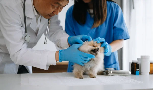 Κτηνίατροι Γιατροί Και Pomeranian Κουτάβι Στο Κτηνιατρικό Ασθενοφόρο — Φωτογραφία Αρχείου