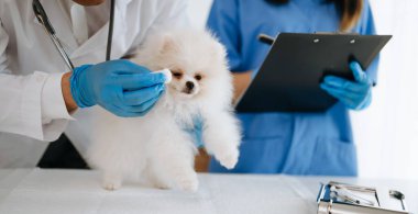 İki doktor köpeği muayene ediyor. Veteriner hekimliği konsepti. Pomeranian veteriner kliniğinde.