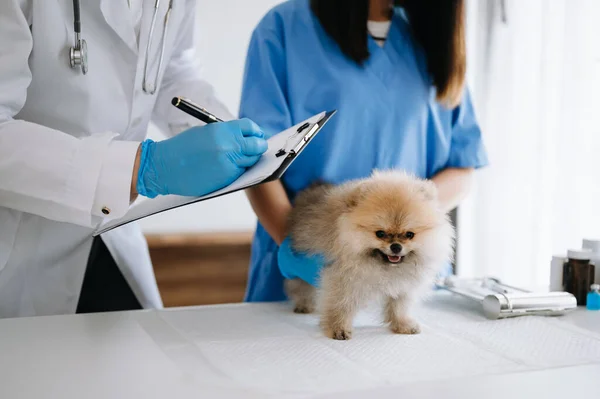 2人の医者が犬を調べている 獣医学の概念 獣医クリニックのポメラニア人 — ストック写真