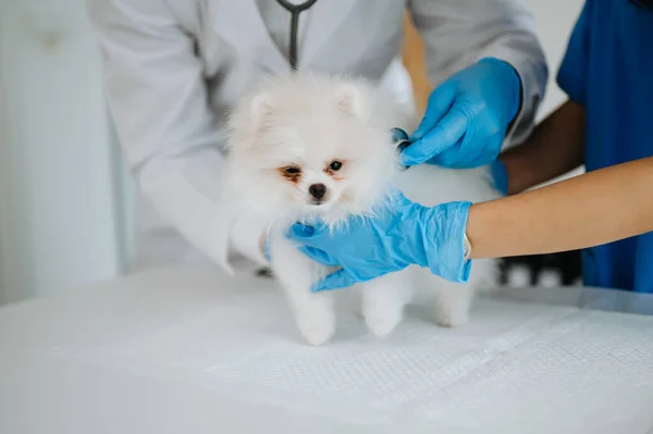Pomeranian Σκυλί Κατά Διάρκεια Του Διορισμού Κτηνιατρική Κλινική — Φωτογραφία Αρχείου