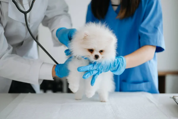 Pomeranian dog getting injection with vaccine during appointment in veterinary clinic