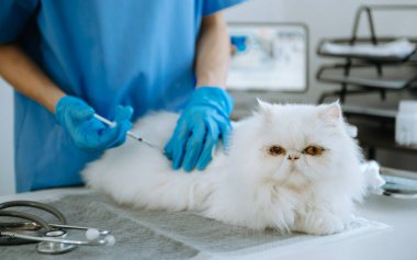 Veterinary for treating sick cat, Maintain animal health Concept, in animal hospital