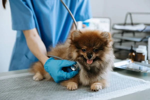 Veterinarian Doctor Pomeranian Puppy Veterinary Ambulance — Φωτογραφία Αρχείου