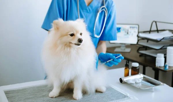 Médecin Examinant Chien Poméranien Dans Une Clinique Vétérinaire — Photo