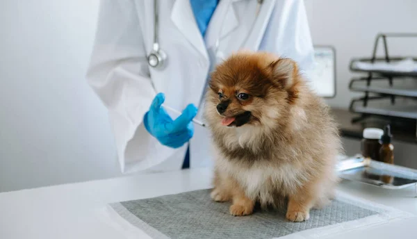 doctor  examining  Pomeranian dog in a veterinary clinic.