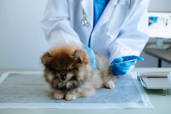 Pomeranian Σκύλος Πάρει Ένεση Εμβόλιο Κατά Διάρκεια Του Διορισμού — Φωτογραφία Αρχείου