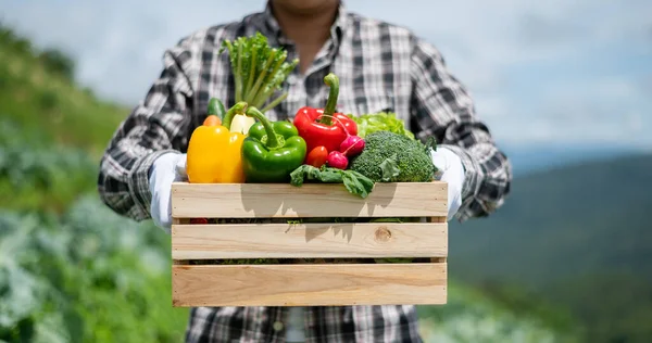 Asian Man Harvesting Fresh Vegetables Farm Leisure Time Togetherness Concept — Stock Photo, Image