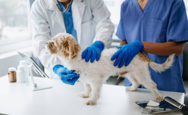 İki doktor muayene ediyor. Veteriner hekimliği konsepti. Shih tzu köpeği veteriner kliniğinde.