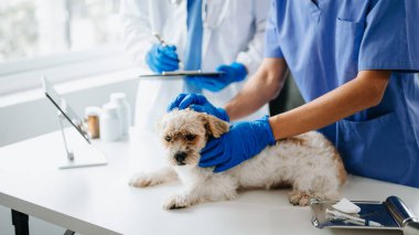İki doktor muayene ediyor. Veteriner hekimliği konsepti. Shih tzu köpeği veteriner kliniğinde.