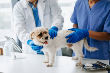 İki doktor muayene ediyor. Veteriner hekimliği konsepti. Shih tzu köpeği veteriner kliniğinde.