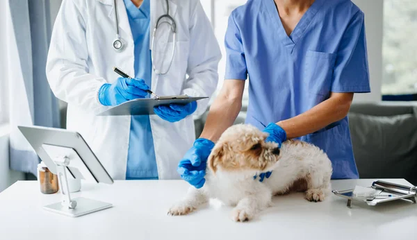 shih tzu dog  getting injection with vaccine during appointment in veterinary clinic
