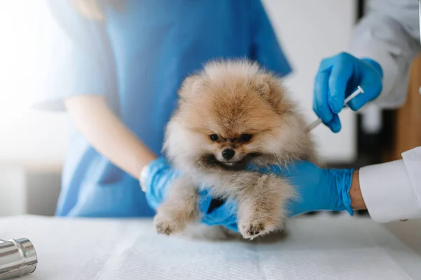Pomeranian Σκύλος Πάρει Ένεση Εμβόλιο Κατά Διάρκεια Του Διορισμού Κτηνιατρική — Φωτογραφία Αρχείου