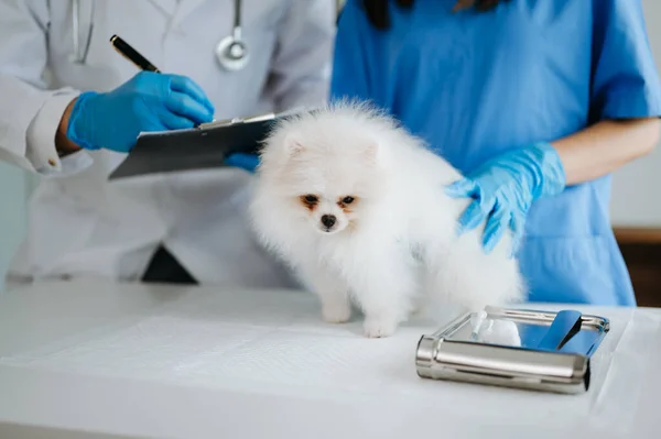 Δύο Γιατροί Εξετάζουν Τον Σκύλο Κτηνιατρική Έννοια Πομεράνιαν Σκυλί Κτηνιατρική — Φωτογραφία Αρχείου