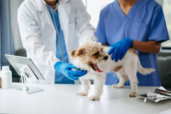 Two doctors are examining him. Veterinary medicine concept. shih tzu dog  in a veterinary clinic