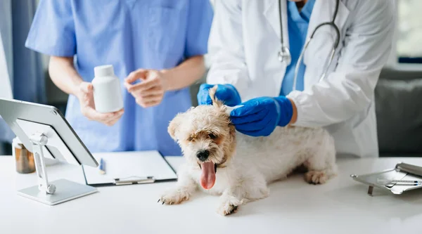 獣医院の予約時にワクチン注射を受ける石頭犬 — ストック写真