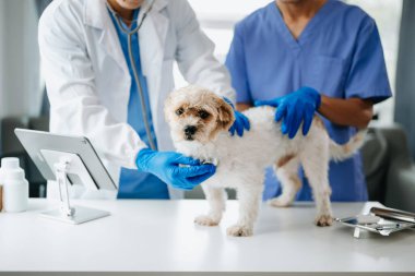 İki doktor köpeği muayene ediyor. Veteriner hekimliği konsepti. Shih tzu köpeği veteriner kliniğinde.