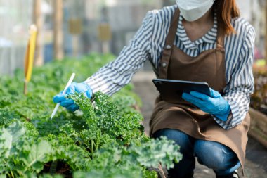 Sahada dijital tablet bilgisayar kullanan çiftçi kadın, tarımsal büyüme faaliyetlerinde teknoloji uygulaması, sera konsepti