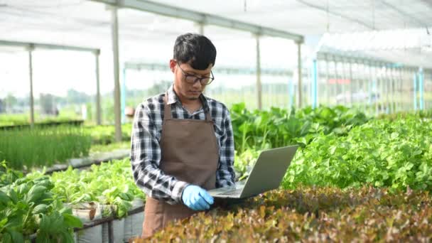 Asian Farmer Using Laptop Organic Vegetables Hydroponic Greenhouse Plantation Female — Vídeos de Stock