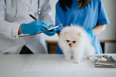İki doktor bir veteriner kliniğinde Pomeranian köpeğini inceliyor. Veteriner hekimliği konsepti..