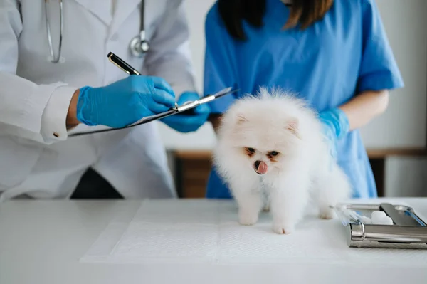 Deux Médecins Examinent Chien Poméranien Dans Une Clinique Vétérinaire — Photo