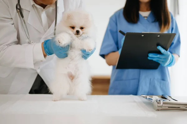 Pomeranian dog getting injection with vaccine during appointment in veterinary clinic