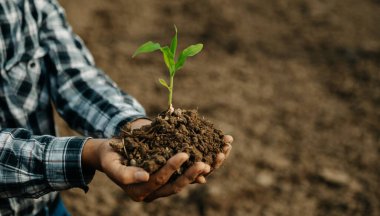 Seedling 'i tutan yaşlı adam, bakım ve tohumlama için, yeni hayat konsepti..