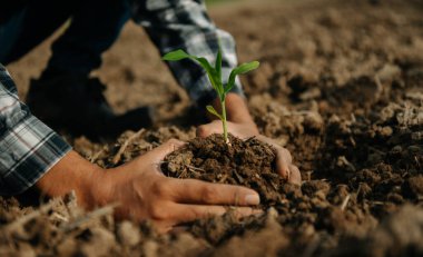 Seedling 'i tutan yaşlı adam, bakım ve tohumlama için, yeni hayat konsepti..