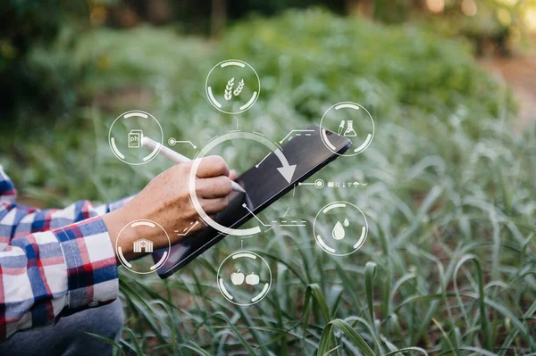  Arka planda büyüme süreci ve tablet tableti olan tarlada marul yetiştiren kadın.. 