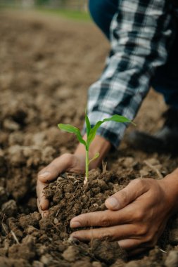 Seedling 'i tutan yaşlı adam, ilgi ve tohum için, yeni yaşam konsepti..