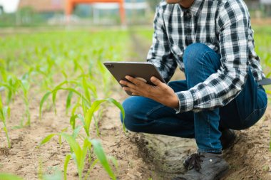 Çiftçi sahada dijital tablet bilgisayar kullanıyor, teknoloji uygulaması tarımsal büyüme faaliyetlerinde, sabah ışığında