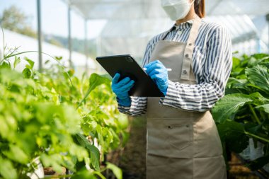 Sahada dijital tablet bilgisayar kullanan çiftçi kadın, tarımsal büyüme faaliyetlerinde teknoloji uygulaması, sera konsepti