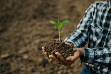 Seedling 'i tutan yaşlı adam, ilgi ve tohum için, yeni yaşam konsepti..