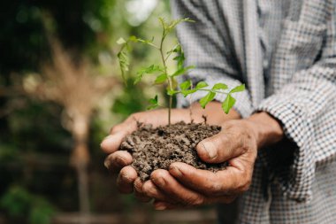 Erkek elleri toprağı bir bitkiyle tutuyor. Çiftçilik ve iş büyümesi kavramı  