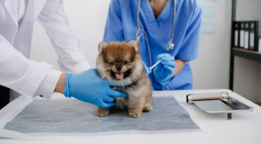 Küçük sevimli köpeği muayene eden iki doktor. Veteriner hekimliği konsepti. Bir veteriner kliniğinde Pomeranian. Shih tzu köpeği