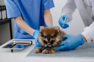 Küçük sevimli köpeği muayene eden iki doktor. Veteriner hekimliği konsepti. Bir veteriner kliniğinde Pomeranian. Shih tzu köpeği