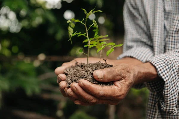 Männliche Hände Halten Erde Mit Einer Pflanze Das Konzept Von — Stockfoto